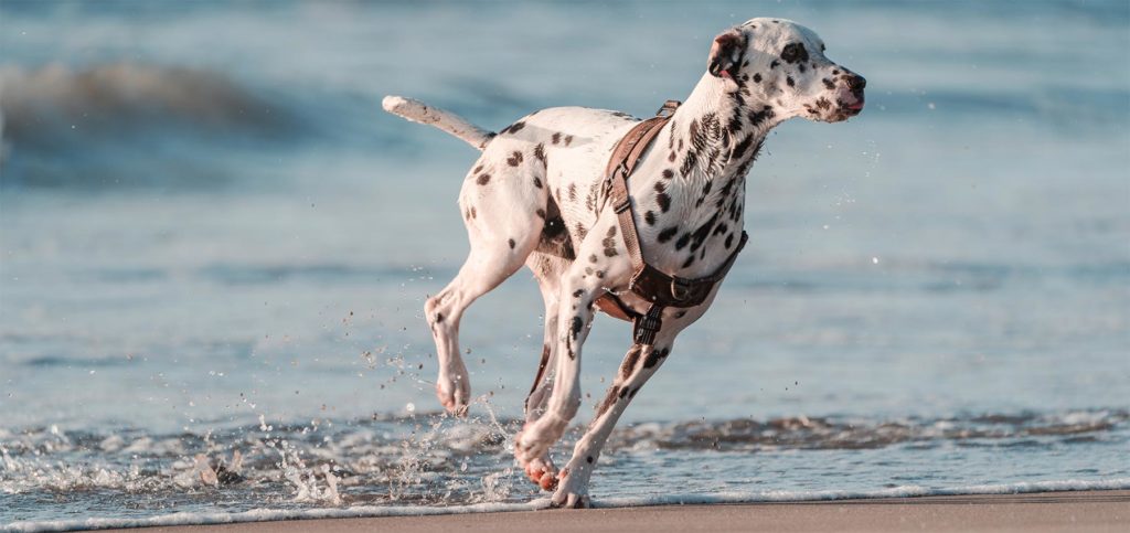 Ein Dalmatiner mit gesunden Knochen und Gelenken tobt am Strand durch das Wasser