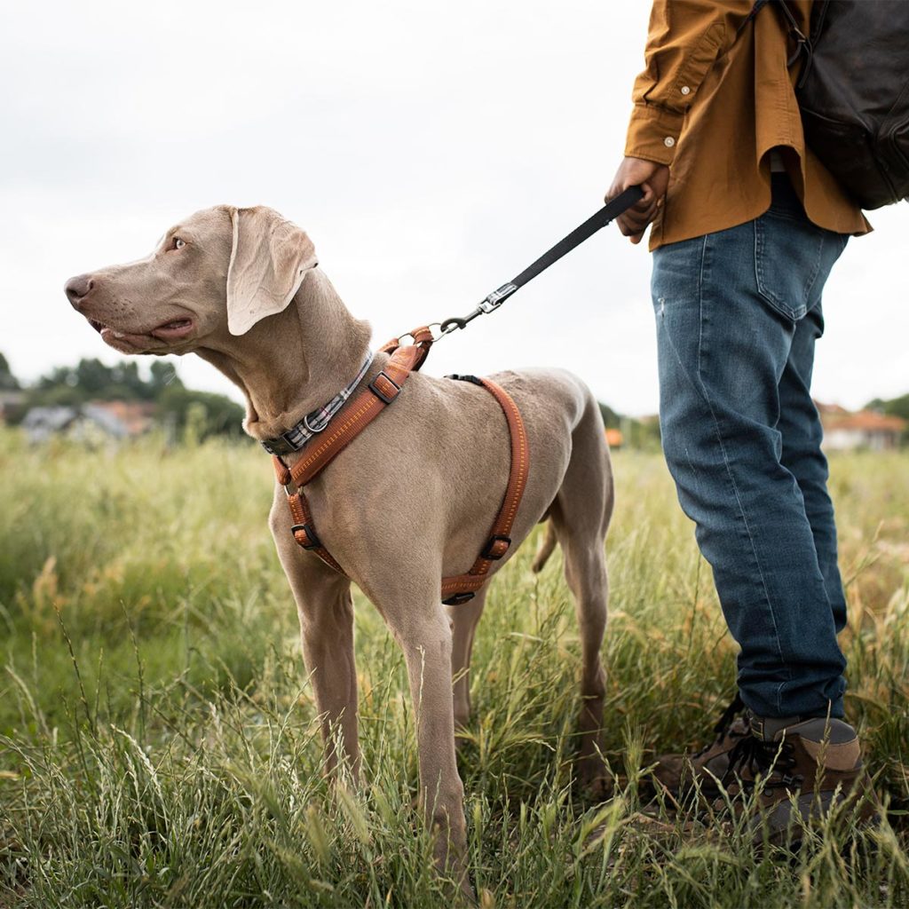 Wandern mit gesundem und fittem Hund