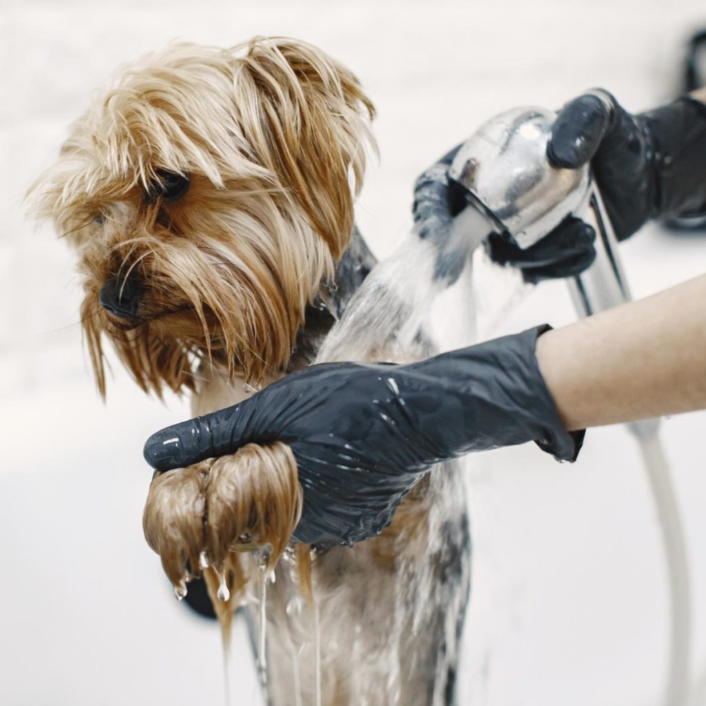 Auch eine Dusche hilft gegen die Hirschlausfliege beim Hund