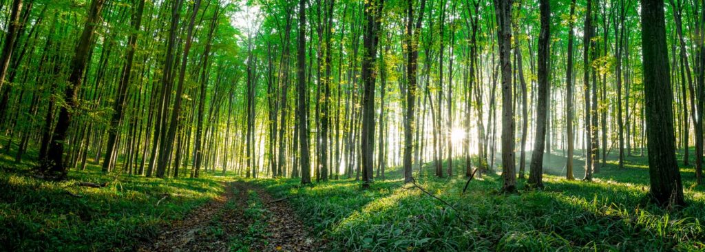 Hirschlausfliege Parasit im Wald