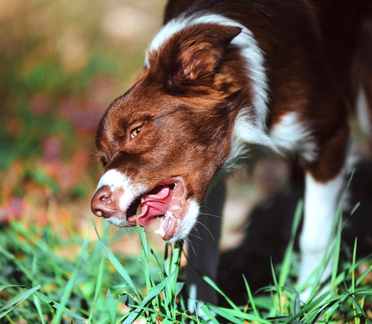 Hilfe, mein Hund frisst Gras. Ist das normal?