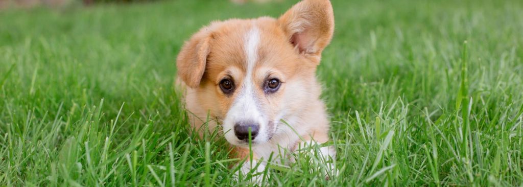 Statt Gras zu fressen kann ein Hund natürlich auch faul im Gras liegen