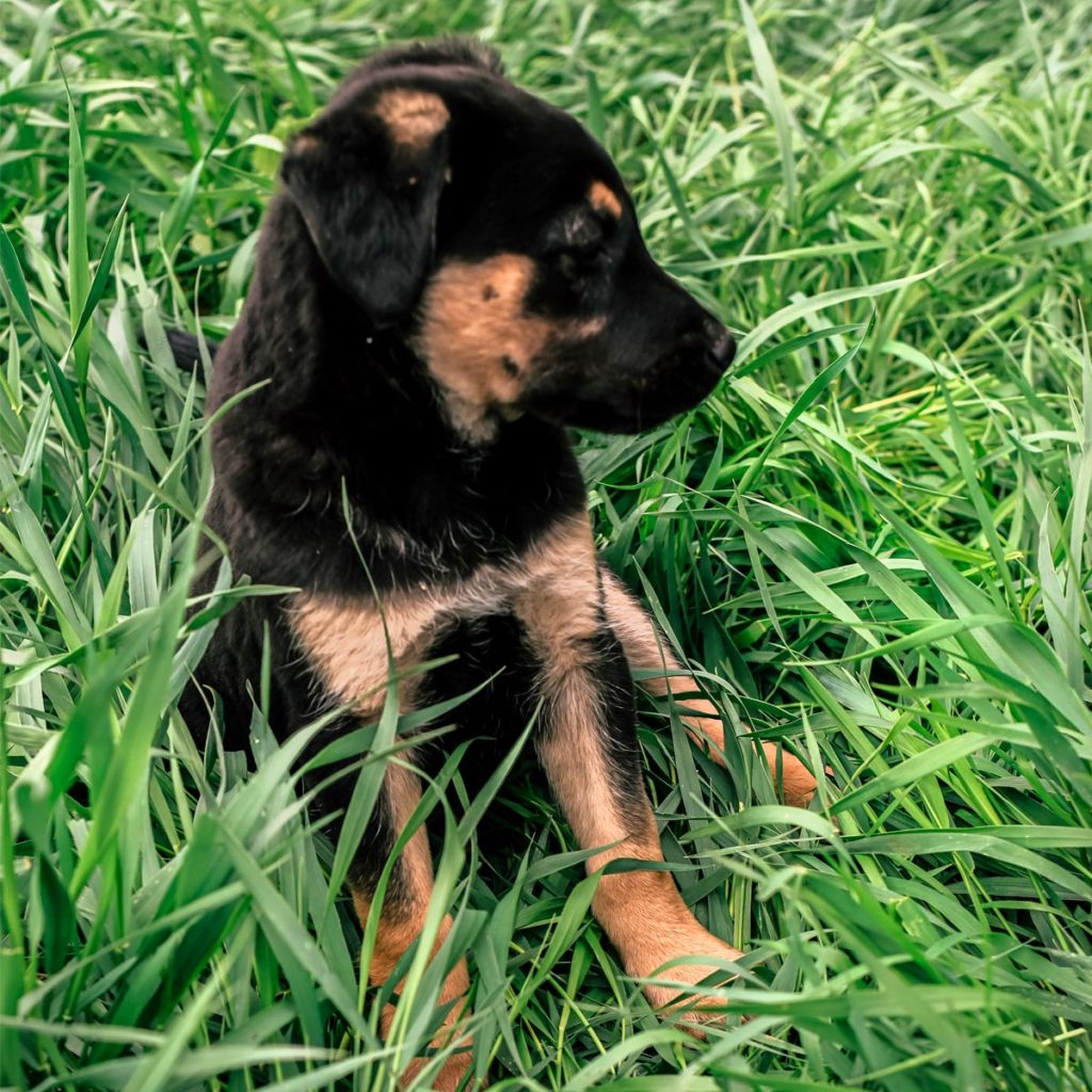 Neugieriger Welpe im Gras