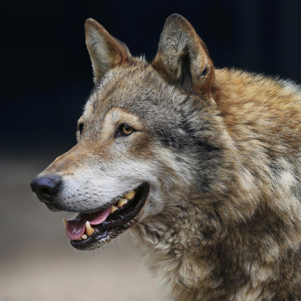 Der Wolf - Wilder Vorfahr unserer Hunde