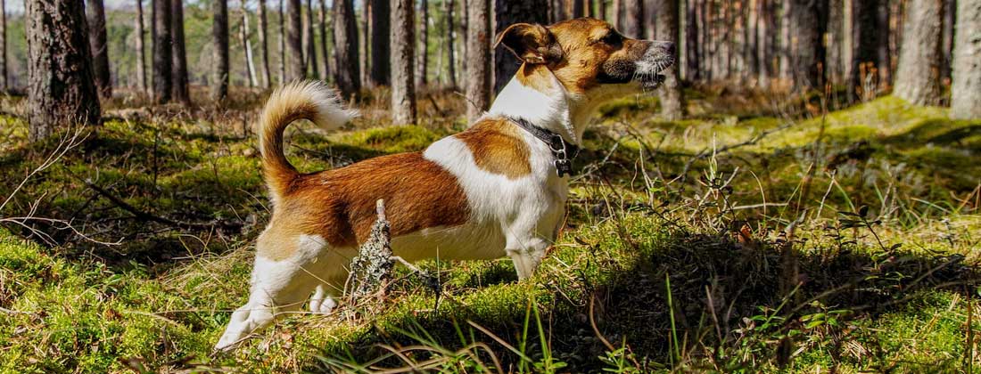 Jack Russel Terrier Rasseportrait