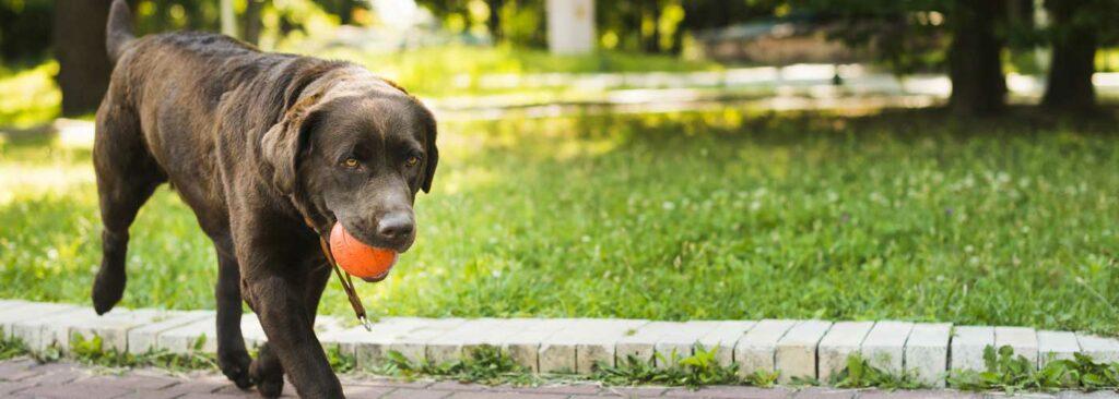 Vitaler Hund spielt mit Ball