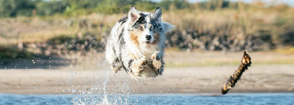 Australian Sheperd Hunde zum Joggen