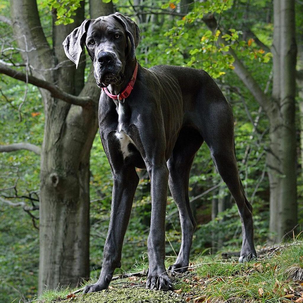 Deutsche Dogge nicht zum Joggen und Laufen geeignet