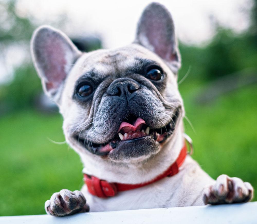 Französische Bulldogge: Wesen, Gesundheit & Erziehung