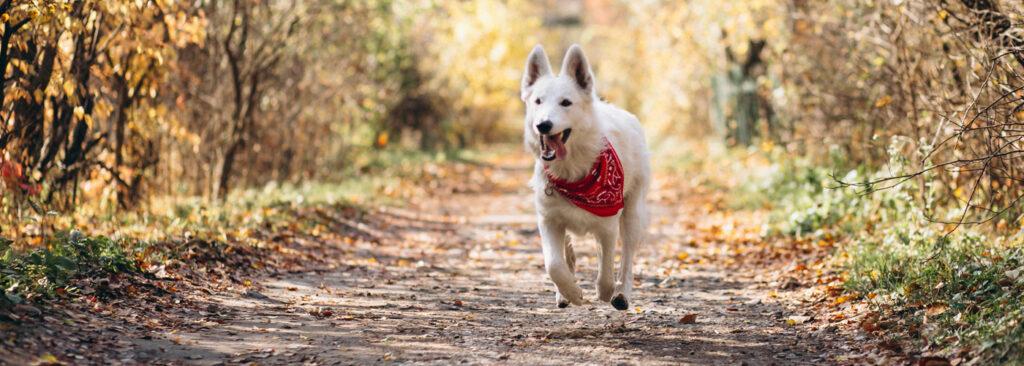 Freilaufende Hunde, die sich nicht im Einwirkungsbereich ihres Halters befinden, dürfen in einigen Bundesländern geschossen werden.