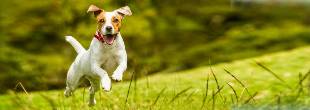 Jack Russell Terrier Hunde zum Joggen