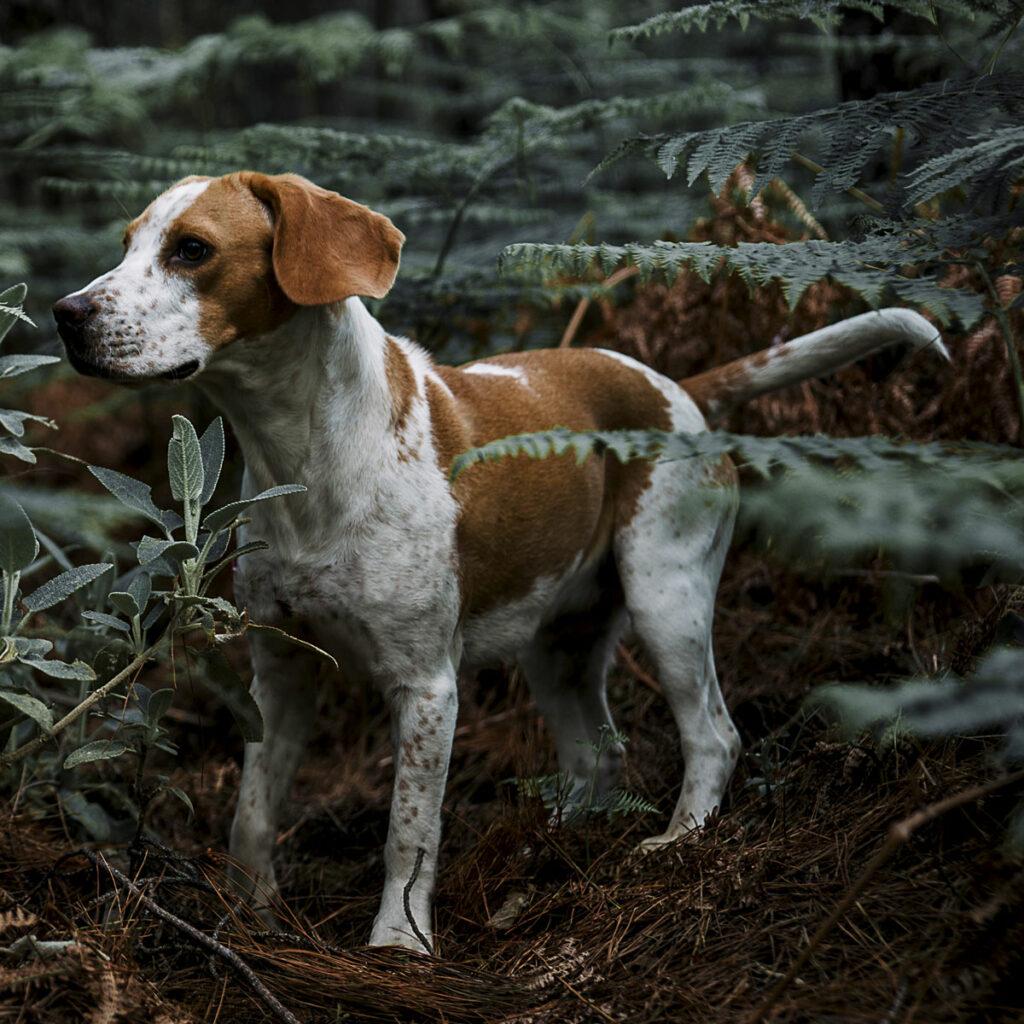 Besonders Jagdhund-Rassen entfernen sich gerne vom Halter und gehen eigene Wege, meist auf der Suche nach Wild.