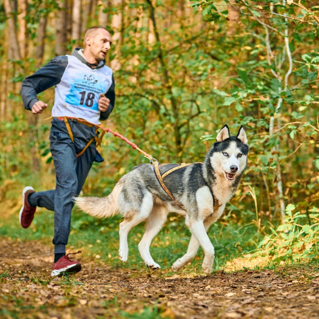 Läufer mit Husky im Wettkampf