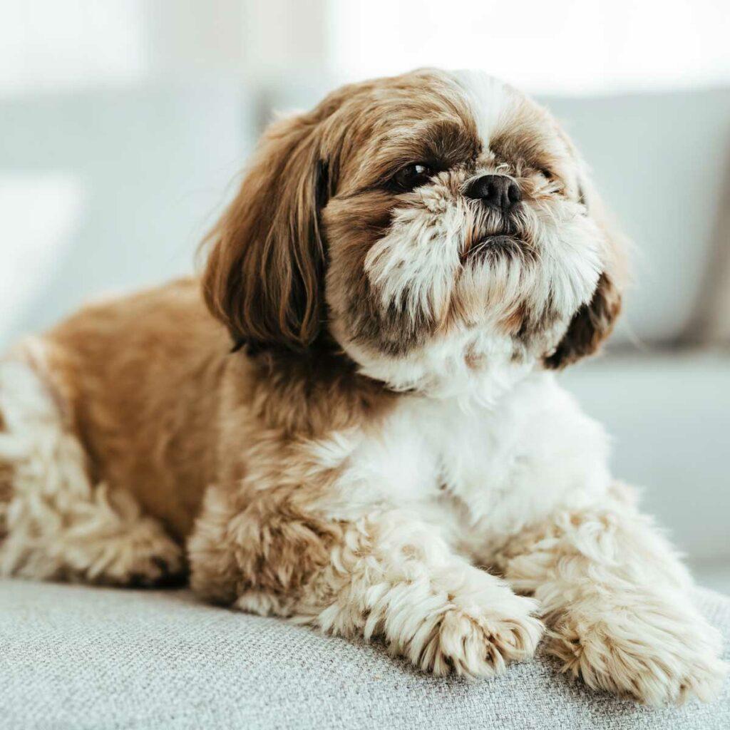 Shih Tzus gibt es in vielen Fellfarben, auch zweifarbig oder dreifarbig