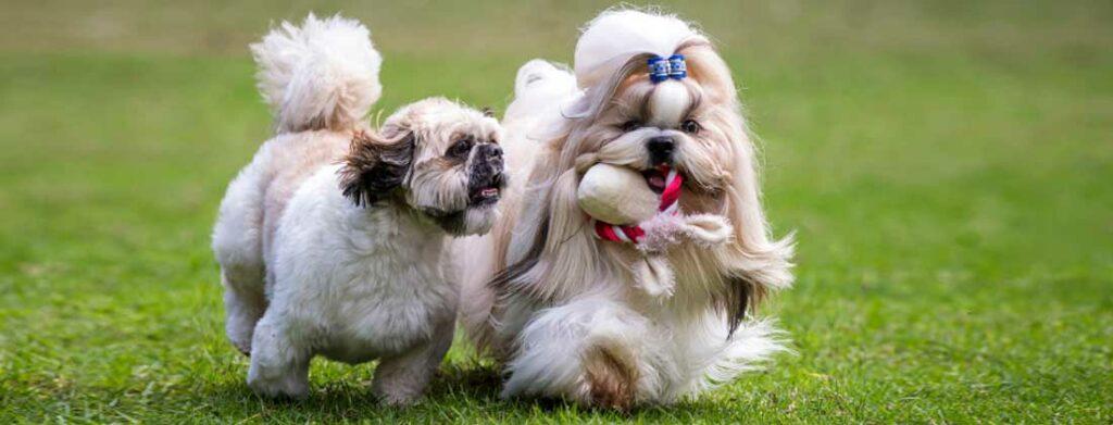 Shih Tzus beim Spielen im Garten, Shih Tzu aktive Hunde