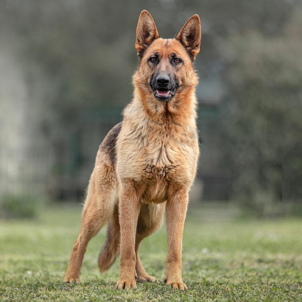 Der Deutsche Schäferhund hat immer mit wachsamen und aufmerksamen Blick