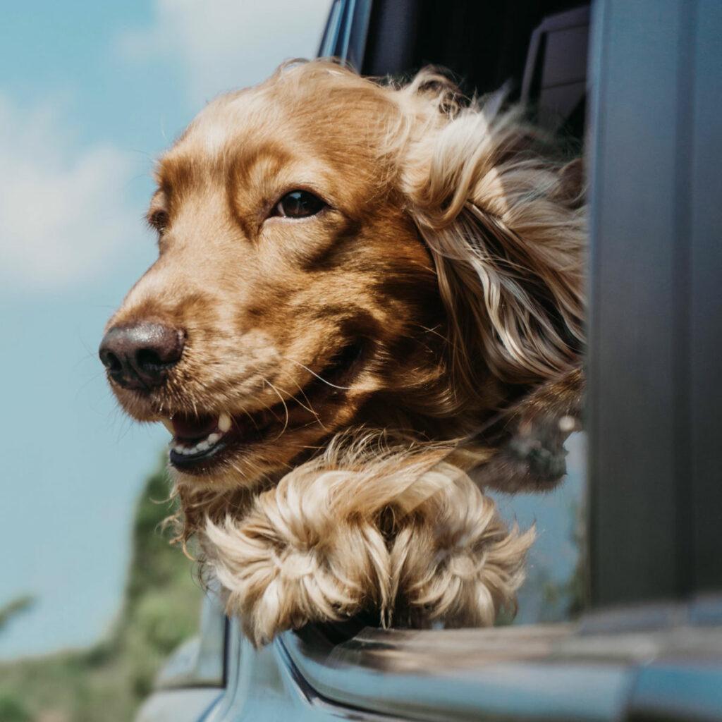 Familienhund Cocker Spaniel will immer und überall dabei sein